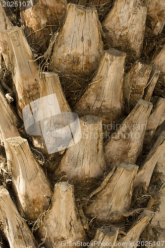 Image of Backgraund Trunk of a palm tree