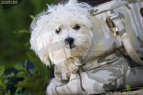 Image of  Maltese dog