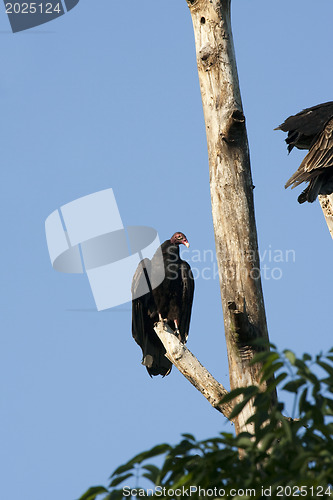 Image of Eagle on a Tree