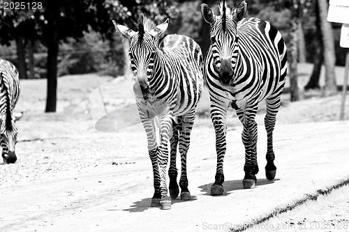 Image of Wilking Zebras