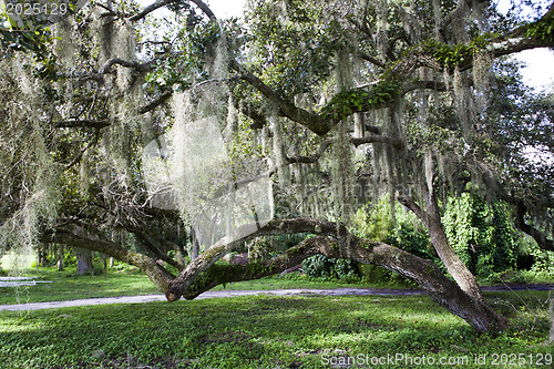 Image of Mysterious Spanish Moss