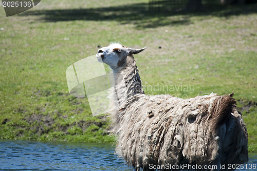 Image of Llama is taking a bath
