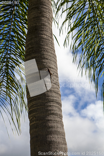 Image of palm tree 