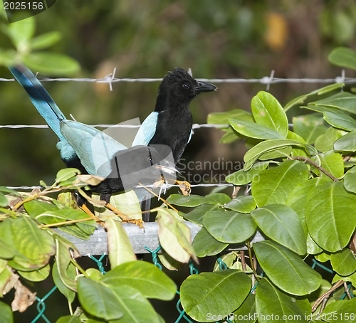 Image of Curious starling