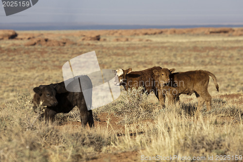 Image of Calfs and Cows
Calfs and Cows
