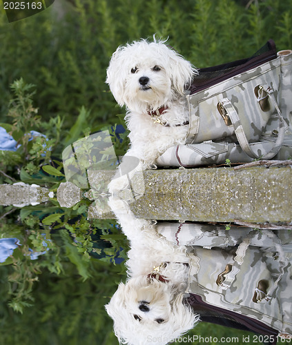 Image of  Maltese dog