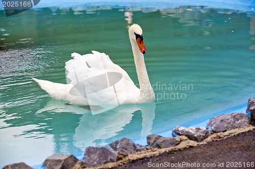 Image of Beautiful White Swan 