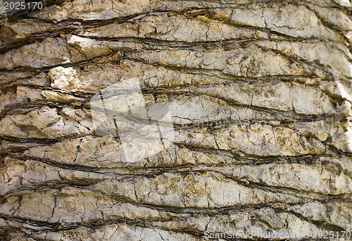 Image of Backgraund Trunk of a palm tree