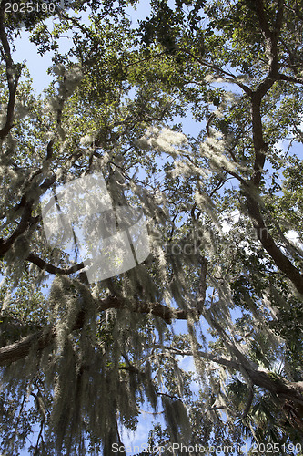 Image of Mysterious Spanish Moss