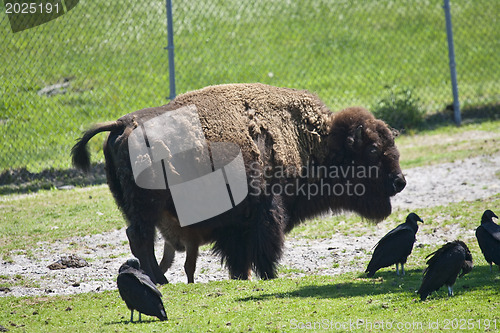 Image of Bison Sanding in a green field