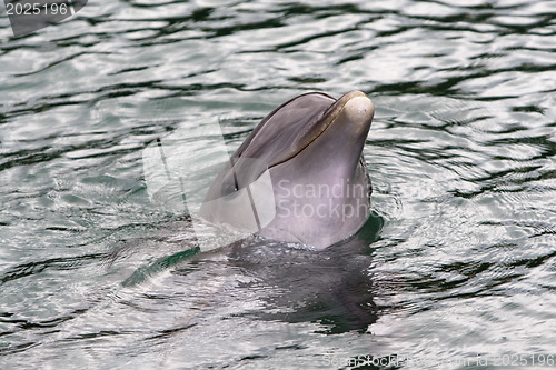 Image of Dolfin swiming in resort pool