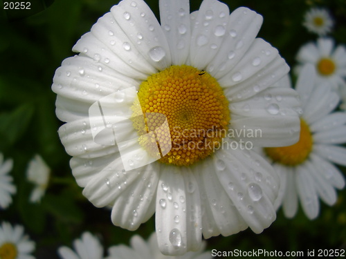 Image of Flower with raindrops