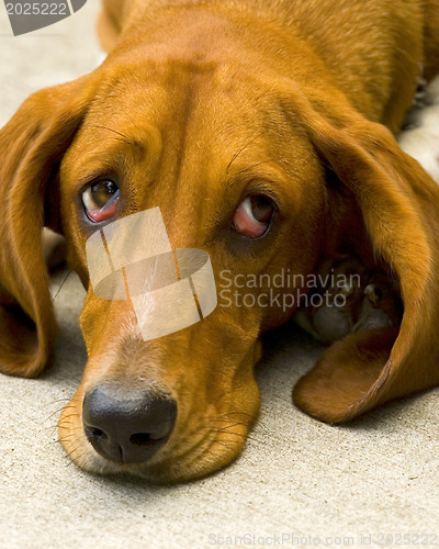 Image of Sad dog