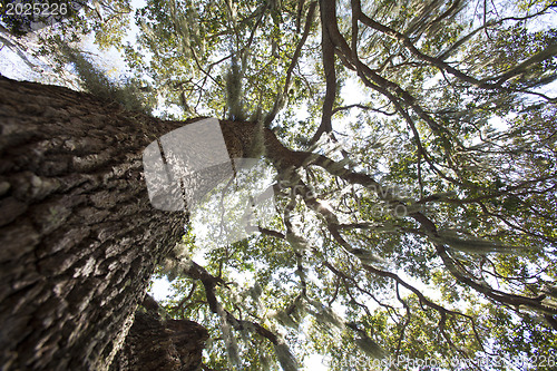 Image of Mysterious Spanish Moss