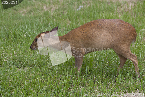 Image of Muntjac deer walking on a field