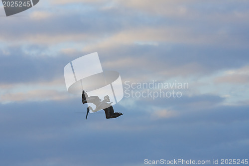 Image of Pelicans looking for their pray