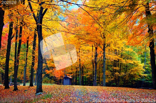 Image of Fall Forest