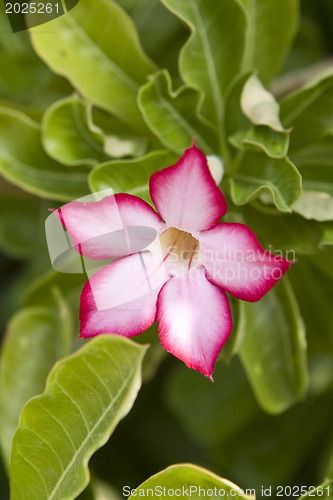 Image of Beautiful flowers of Israel.