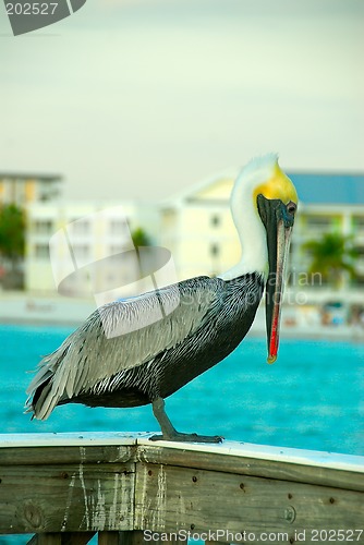 Image of Pelican