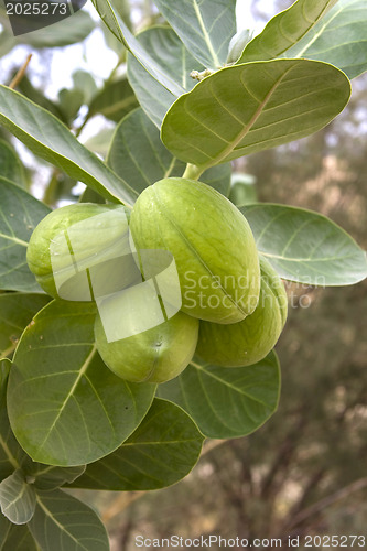Image of Beautiful flowers of Israel