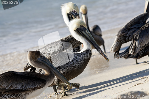 Image of Pelicans are walking on a shore