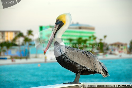 Image of Pelican