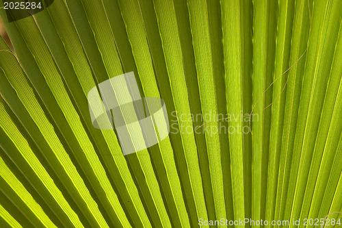 Image of Texture of palm leaves in natural light