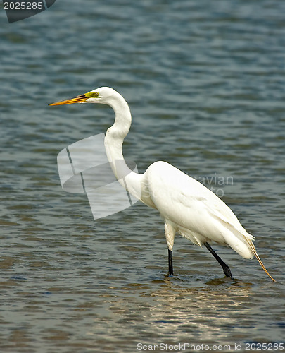 Image of White Crane