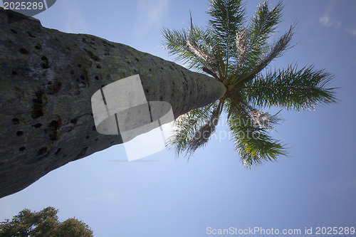 Image of palm tree 