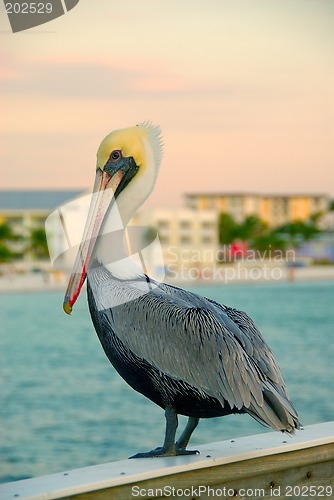 Image of Pelican