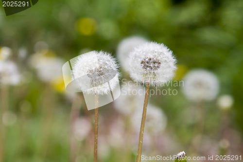 Image of  Dandelions