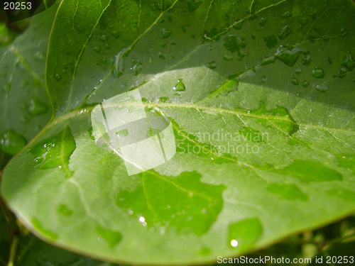 Image of Raindrop