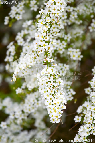 Image of A beautiful flowering tree