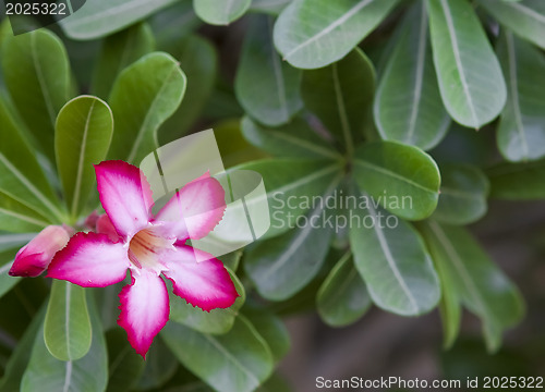 Image of Beautiful flowers of Israel