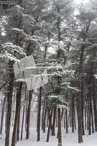 Image of Winter forest