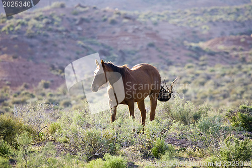 Image of Horse