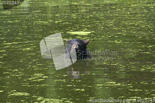 Image of Black bear is swimming in a pond