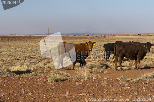 Image of Calfs and Cows
Calfs and Cows
