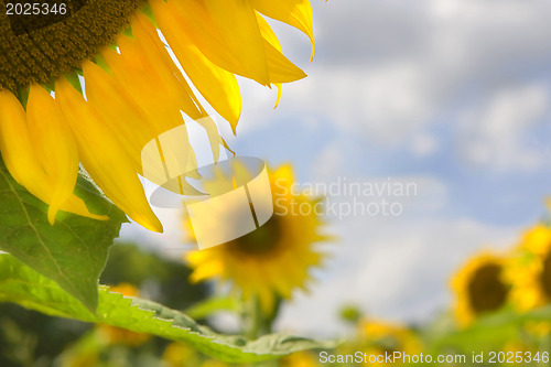 Image of Sunflower