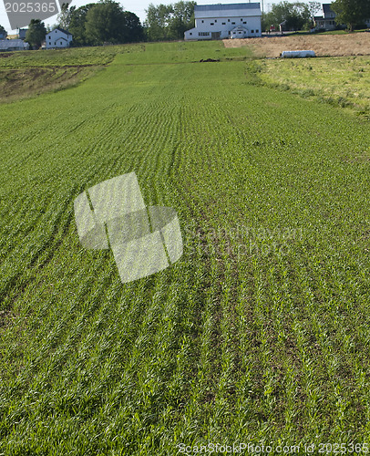 Image of The Rural Farmland