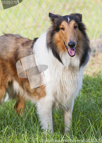 Image of 
Rough collie - Scottish shepherd