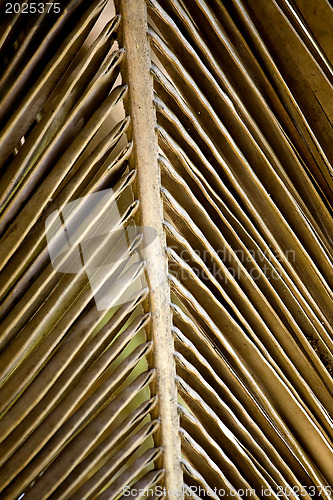 Image of Dried palm leaf 