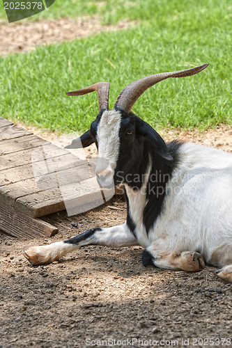 Image of Resting Goat