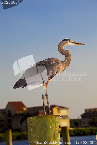 Image of Great Blue Heron