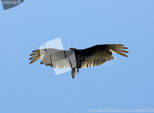 Image of Flying Eagle