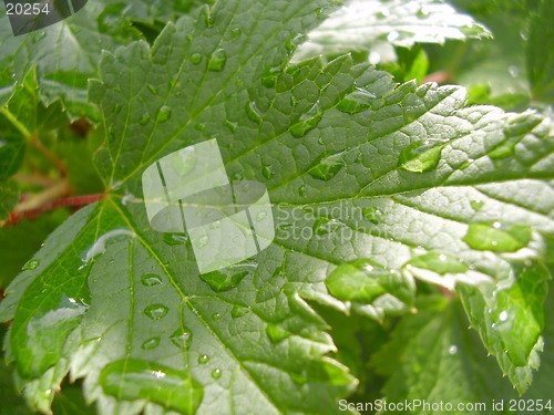 Image of Raindrop