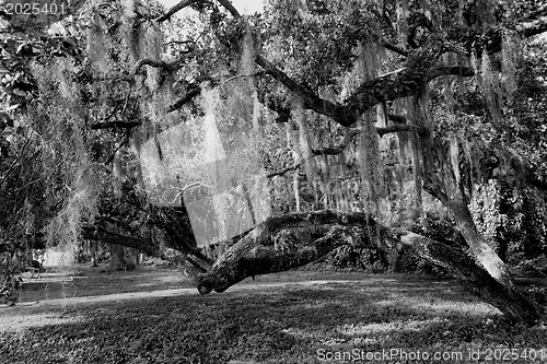 Image of Mysterious Spanish Moss