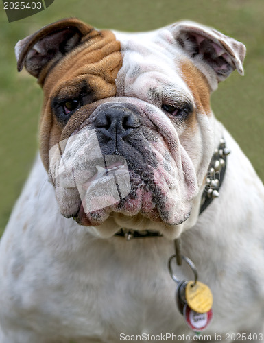 Image of English Bulldog