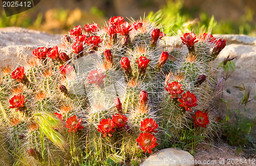 Image of Cactus blossom