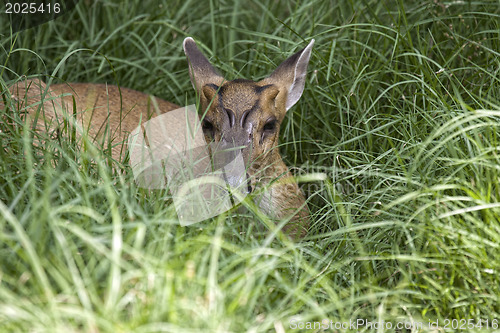 Image of Muntjac deer hiding in grass